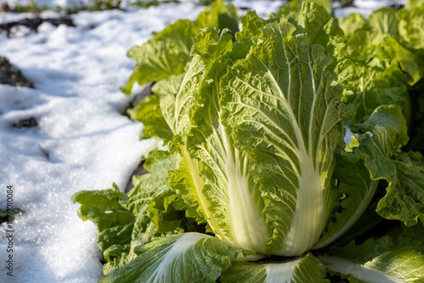 Obraz 雪が積もった畑の白菜