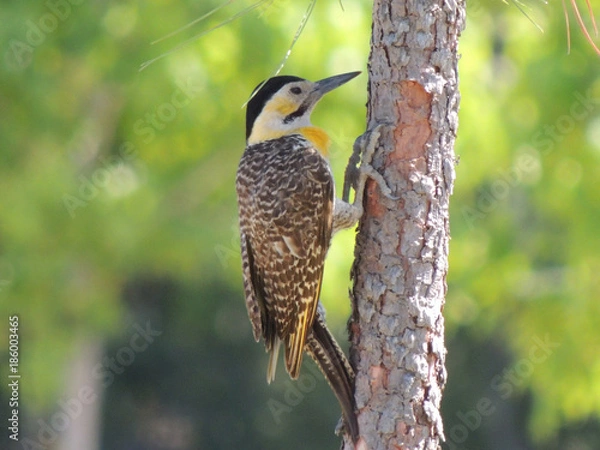 Obraz Pajaro carpintero 