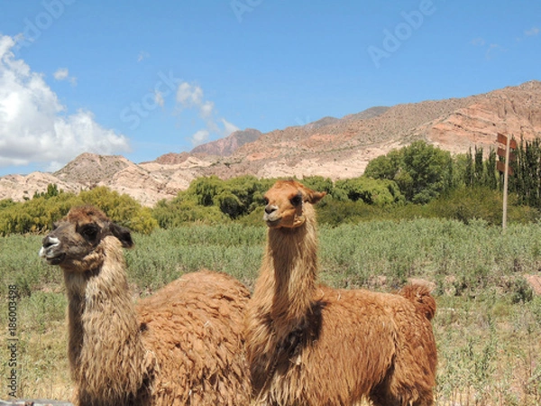 Obraz Brown Llamas free