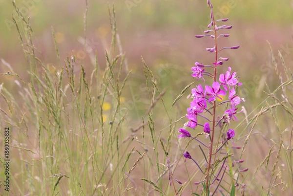 Obraz Fireweed in interior Alaska