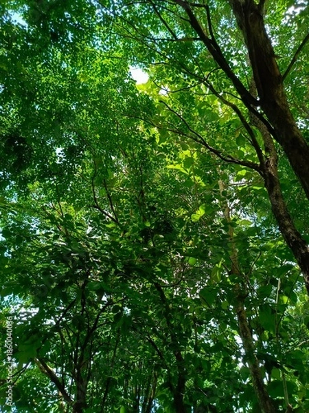 Obraz Lush Green Tree Canopy with Filtering Sunlight