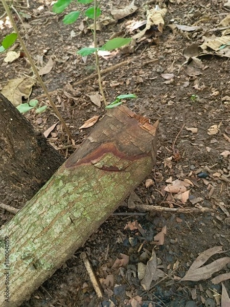 Obraz Textured Cut Log on Forest Floor with Green Moss