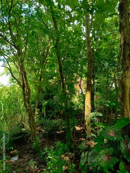 Obraz Lush Green Forest Under Sunlight