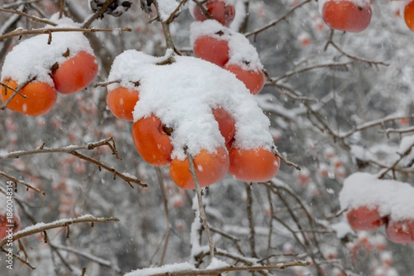 Obraz 雪が積もった熟した柿の実