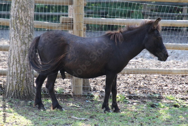 Obraz horse eating grass