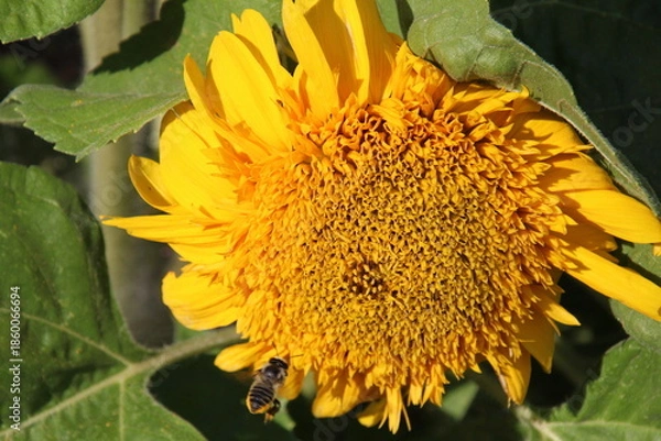 Obraz sunflower with bee
