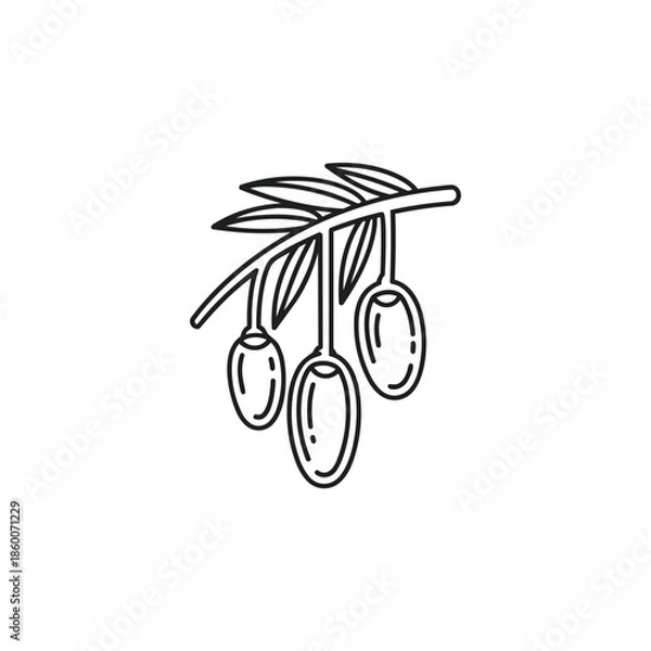 Obraz Branch with three olives isolated on white background