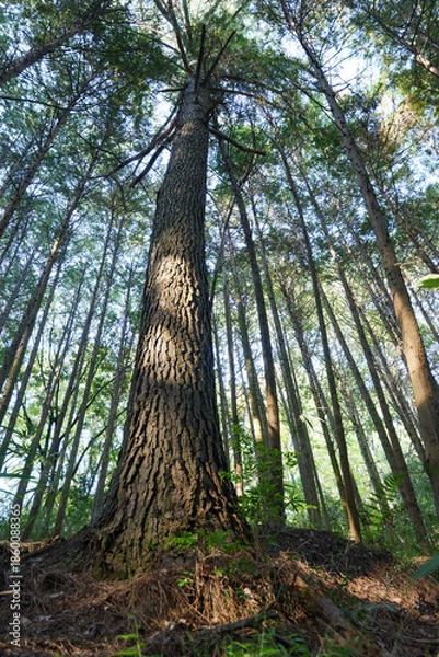 Obraz In the empty forest, many trees swaying