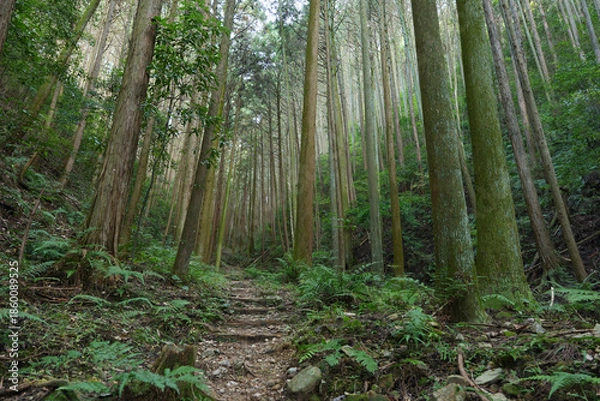 Obraz In the empty forest, many trees swaying