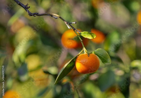 Obraz mandarin fruits on a tree, background image
