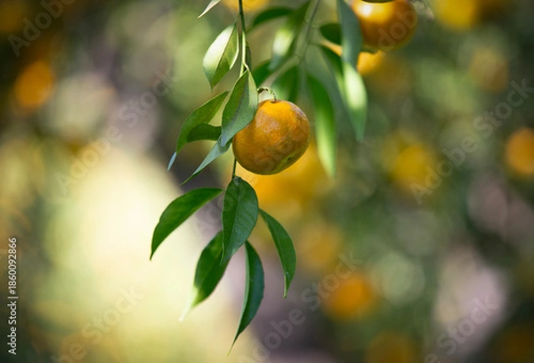 Obraz mandarin fruits on a tree, background image