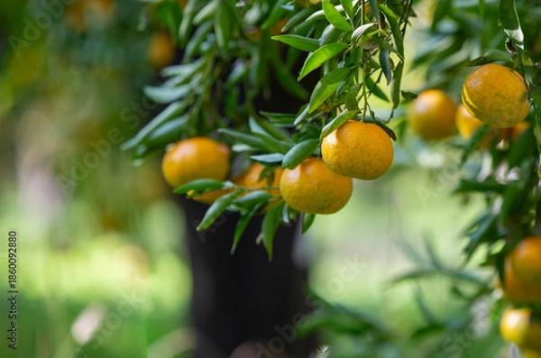 Obraz mandarin fruits on a tree, background image