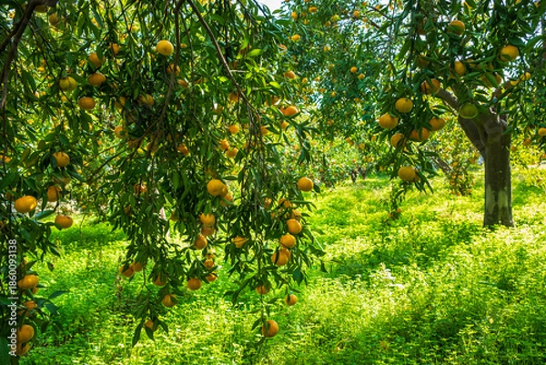 Obraz mandarin fruits on a tree, background image