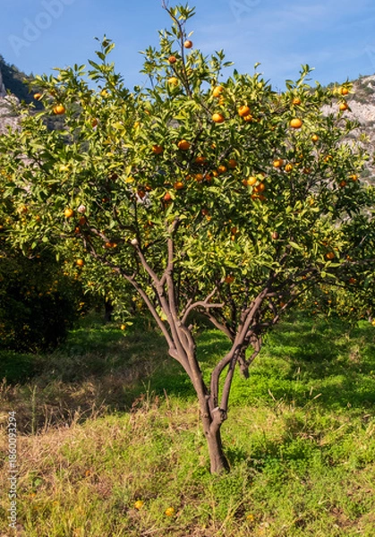 Obraz mandarin fruits on a tree, background image
