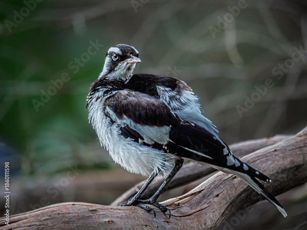 Obraz Indignant Looking Magpie Lark On Log