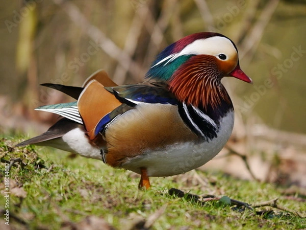 Fototapeta Mandarinente