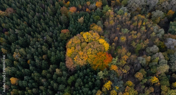 Obraz autumn forest in Germany