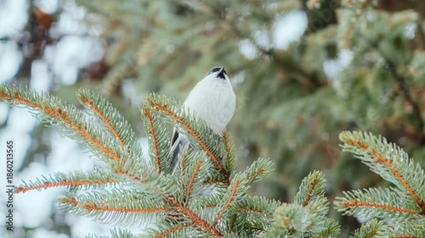 Obraz snow covered branches
