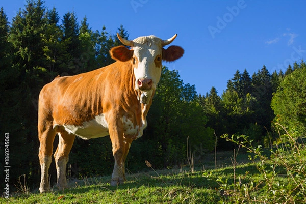 Obraz milker cow at alpine meadow, bavarian alps