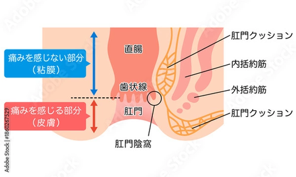 Obraz 肛門の構造　直腸・肛門　断面図