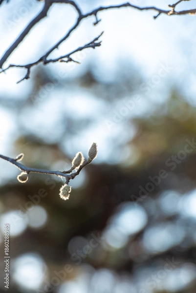 Fototapeta 봄을 기다리다