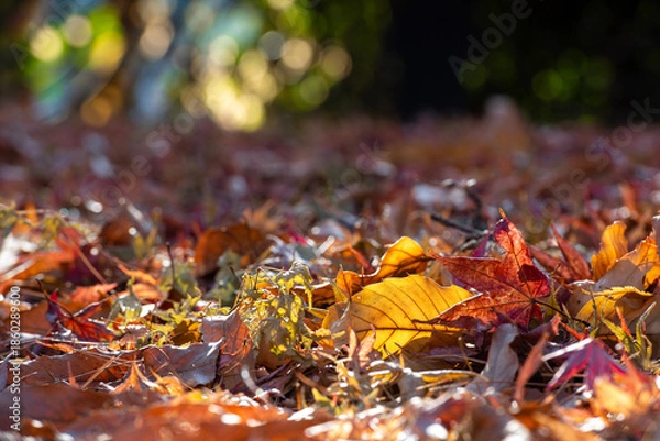 Obraz 햇살에 반짝이는 낙엽