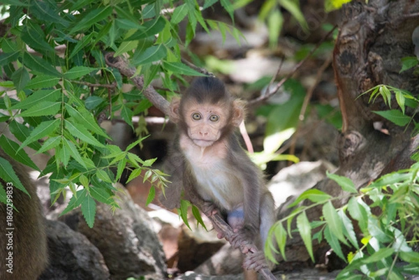 Obraz 可愛いサル
