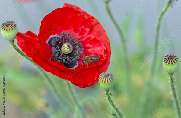 Obraz Fleur de coquelicot 