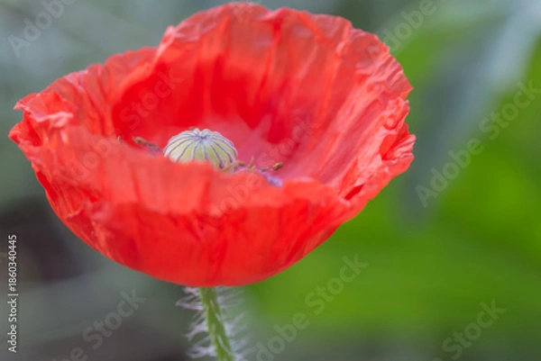 Obraz Coquelicot 