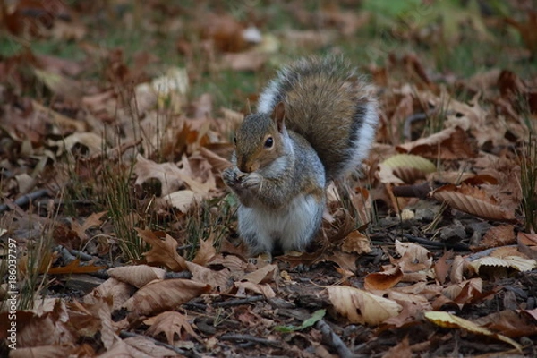 Obraz Eichhörnchen
