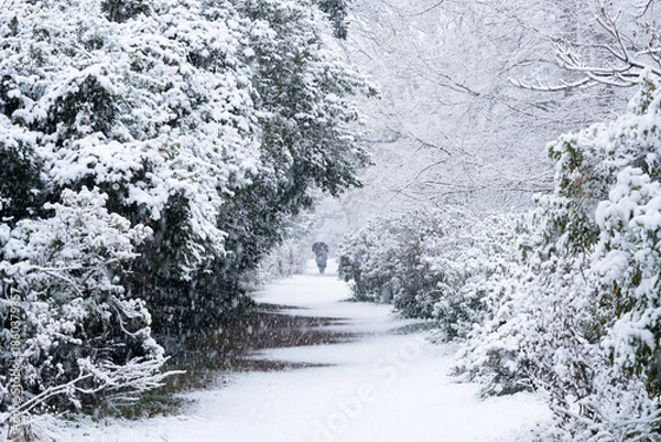 Obraz 雪化粧の小石川植物園