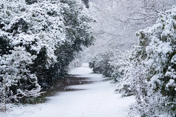 Obraz 雪化粧の小石川植物園
