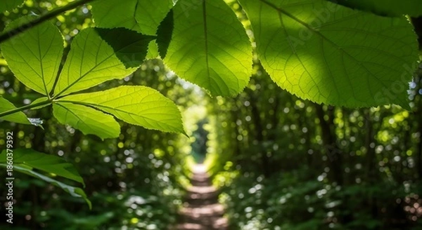 Obraz Lush Green Foliage Frames Path Through Forest.