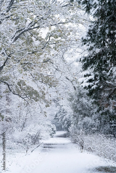 Obraz 雪化粧の小石川植物園