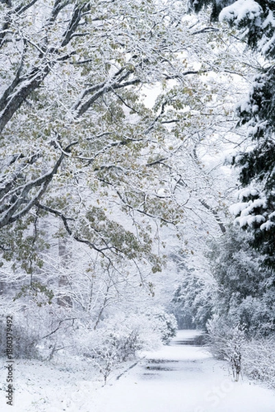 Obraz 雪化粧の小石川植物園