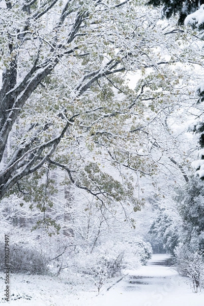 Obraz 雪化粧の小石川植物園
