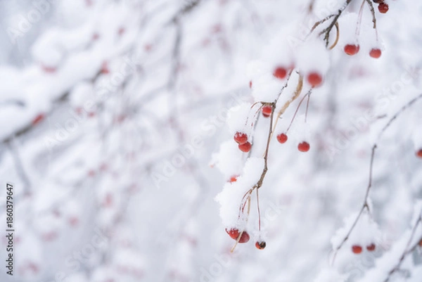 Obraz 雪化粧のツクシカイドウ