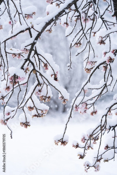 Obraz 寒桜に積もる雪