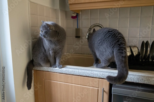 Obraz Two cats exploring kitchen countertop