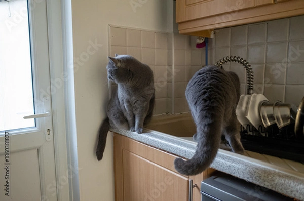 Obraz Two curious cats in kitchen setting
