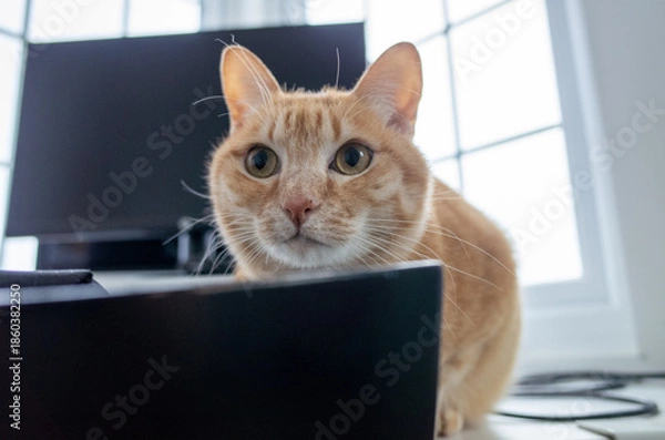 Obraz Ginger cat looking curiously indoors