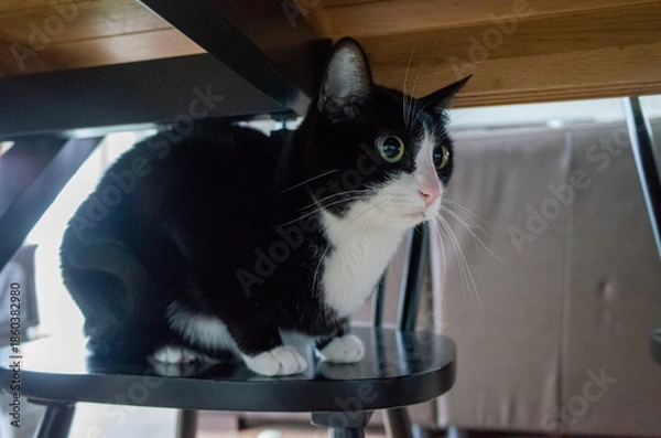 Obraz Black and white cat under table
