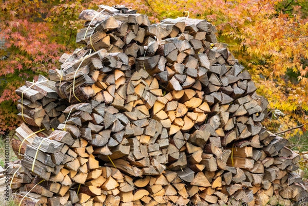 Obraz 紅葉の背景に積み重ねられた大量の薪材