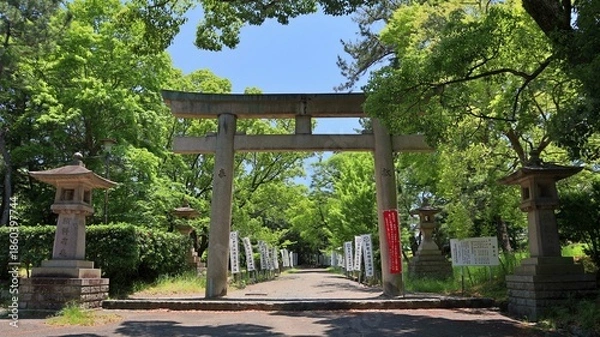 Obraz 初夏の青空に映える神社の鳥居と新緑