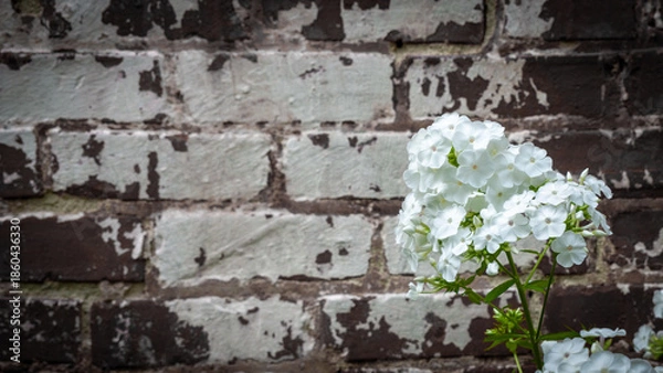 Obraz White phlox and rustic brick wall