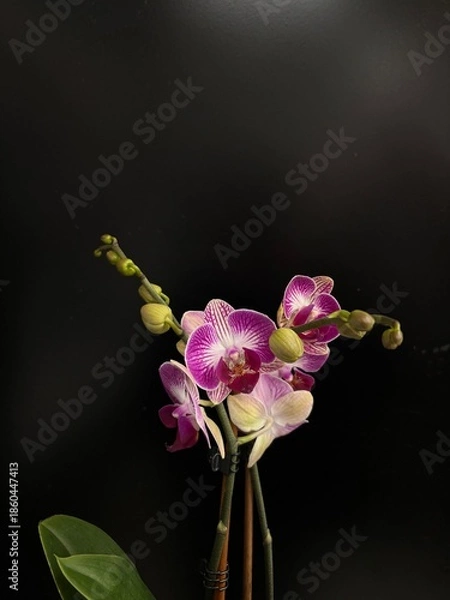 Obraz orchid on black background