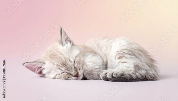 Obraz 寝ている子猫