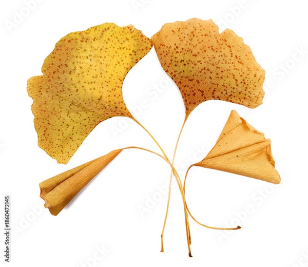 Obraz Ginkgo biloba dried yellow leaves pile isolated on white, top view	