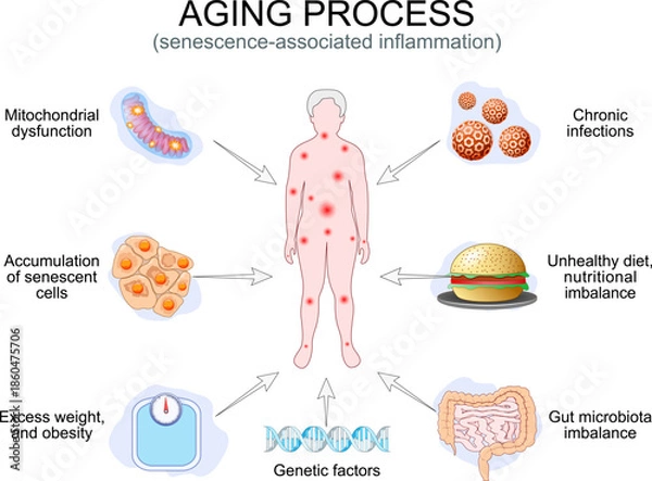 Obraz Aging process. Senescence-associated inflammation