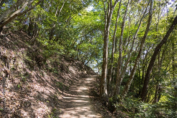 Obraz 緑に囲まれた山道のハイキングコース